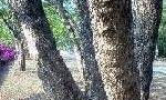 Arboles y Flores
