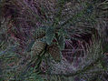 Pinus colorus