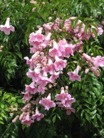 Bignonia
