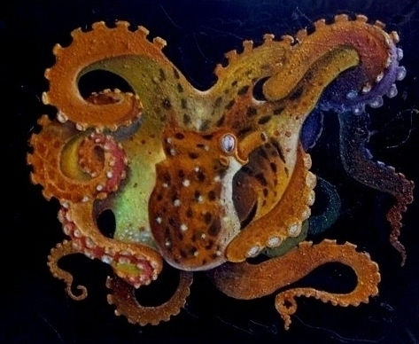 cefalopodo