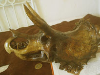 Triceratops