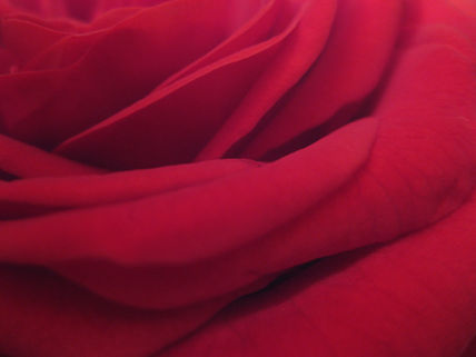 Rosa Roja