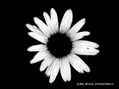 ¿ME QUIERE O NO ME QUIERE?