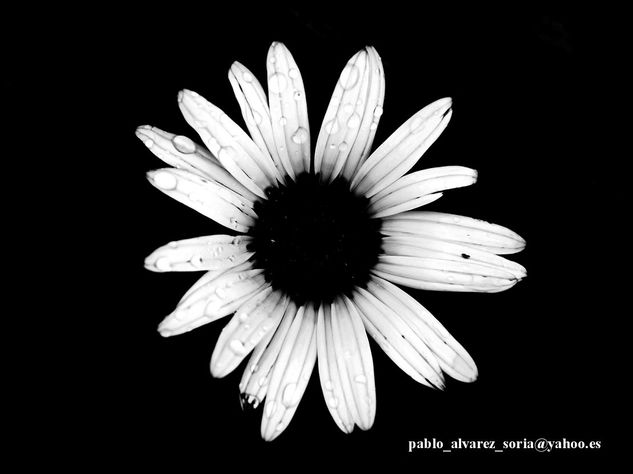 ¿ME QUIERE O NO ME QUIERE? 