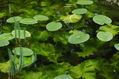 Green Water