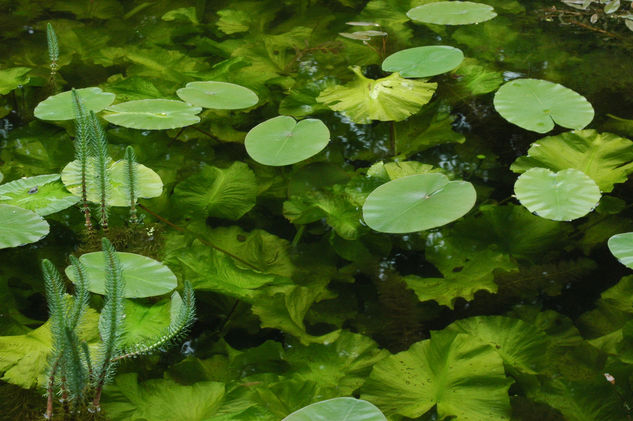 Green Water 