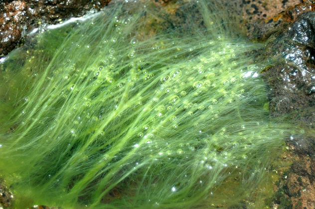 Bubble Grass/Hierba Burbuja