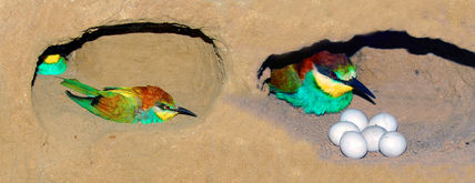 Abejarucos