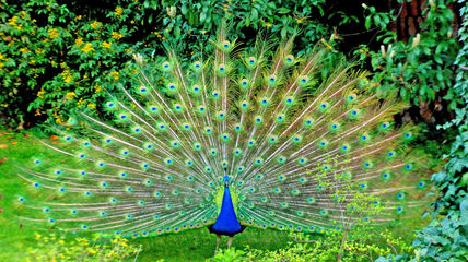 Pavo real