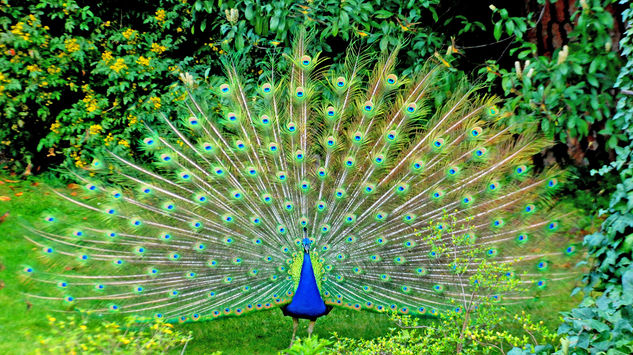 pavo real 