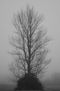 Arbol