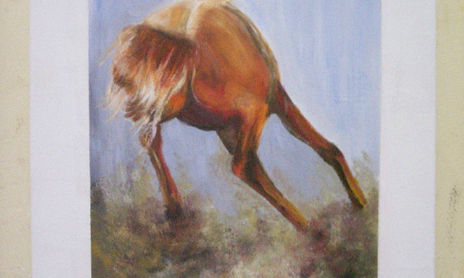 caballos