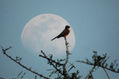 Tarde de luna