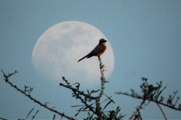 Tarde de luna Naturaleza Color (Digital)