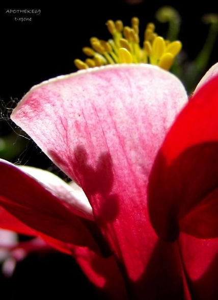 Macro