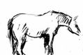 caballo