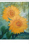 girasoles