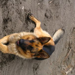 Animales thumbnail 2