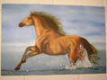 caballo