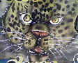 leopardo