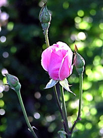 Botón de rosa