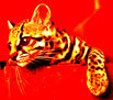 gato en rojo