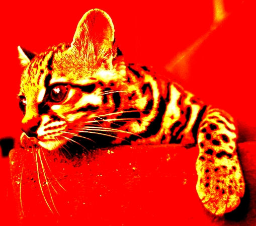 gato en rojo