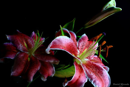 Lirio II