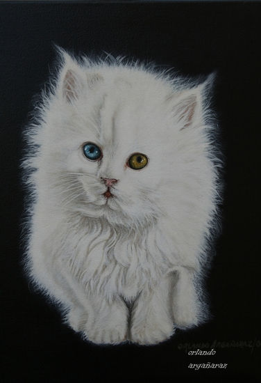 Gato persa Acrylic Canvas Animals