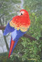 Guacamayo