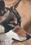Perfil Lobo