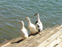 Patos