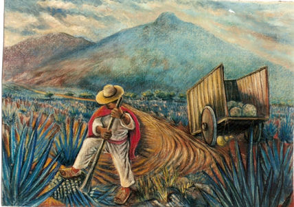 Tequila Agave