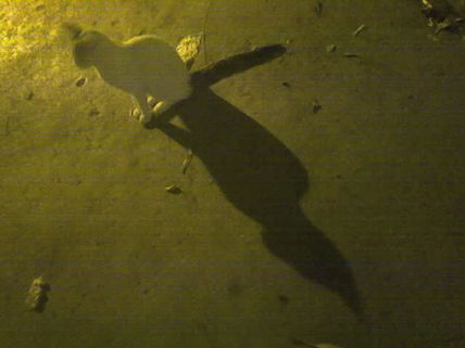 Gato nocturno