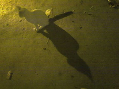 Gato nocturno