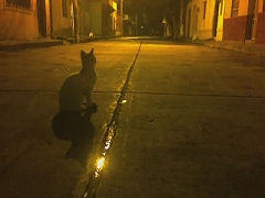 GATO NOCTURNO 3 