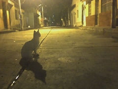 GATO NOCTURNO 4