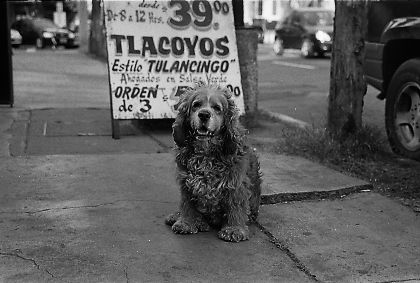 Perro vagabundo 2 