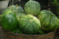 Calabazas salvadoreñas