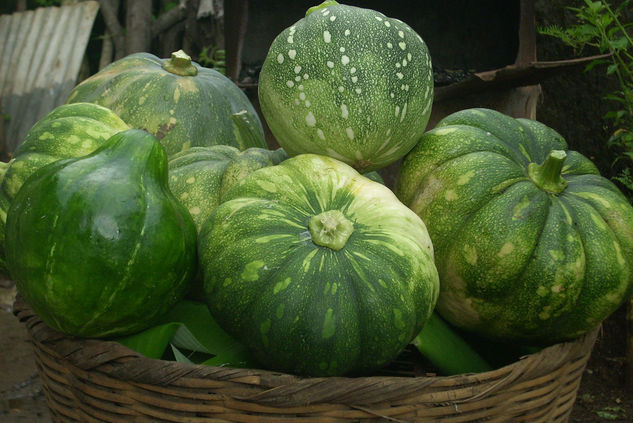 calabazas salvadoreñas 