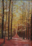 Contraluz en el bosque
