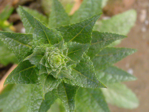 espiral