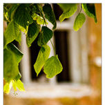 Murueta (Urdaibai, Euskal Herria / País Vasco / Basque Country / Pays Basque) thumbnail 2