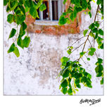 Murueta (Urdaibai, Euskal Herria / País Vasco / Basque Country / Pays Basque) thumbnail 1