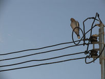 Pajaros en el alambre