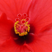 Corazón rojo