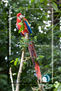 GUACAMAYA PULGA