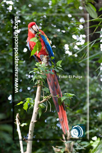 Guacamaya pulga