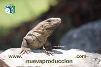 Iguana pulga