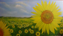 Campo de girasol